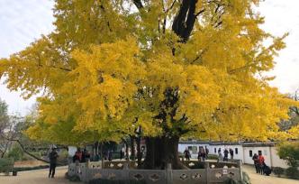 编号0001，打卡千岁古银杏“树王”