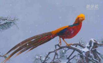 “火鳳凰”冬雪里飛舞，分分鐘美成一幅畫