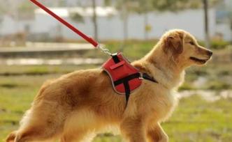 合肥打擊不文明養(yǎng)犬：處理遛狗不拴繩296起捕流浪犬97條