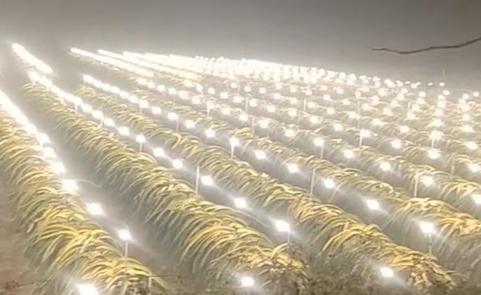 火龍果照LED燈：冬天光不足，它會冬眠