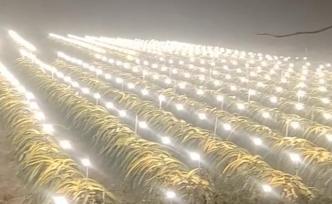 火龍果照LED燈：冬天光不足，它會冬眠