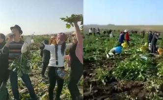 蘿卜遭哄搶，損失30萬元僅收回八百