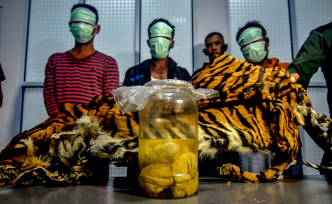 早安·世界｜印尼三男子兜售蘇門答臘虎皮與虎胎被捕