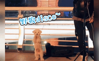 歌手街頭唱《野狼Disco》，愛犬伴舞