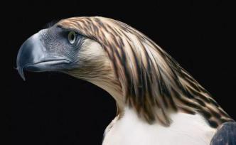 當(dāng)鳥類來到攝影棚