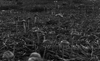 小區(qū)史｜秘密森林