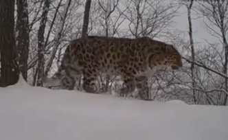 視頻｜東北虎豹國家公園實時監(jiān)測到東北豹野外配對繁殖