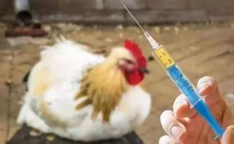 洋快餐用的速成雞都打激素？土雞就比速成雞更有營養？