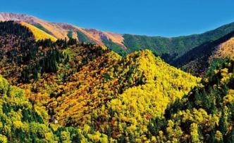世行1.5億美元貸款助力中國長江上游森林生態(tài)恢復(fù)