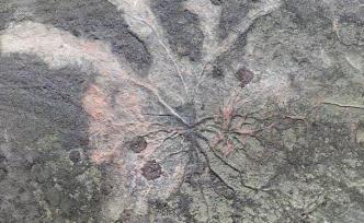 美國紐約州一采石場發(fā)現(xiàn)全球最古老森林化石：距今3.8億年