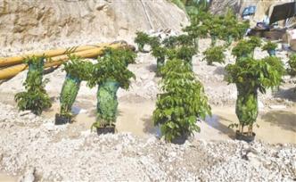 揭開環(huán)保領(lǐng)域偽裝亂象： 綠漆刷山、盆栽式復(fù)綠、防航拍掛網(wǎng)