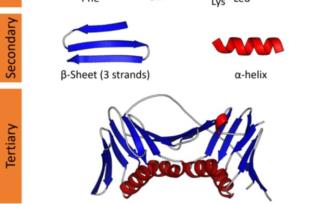 機器學習遇見生物學：詳解蛋白質(zhì)折疊預測中的算法