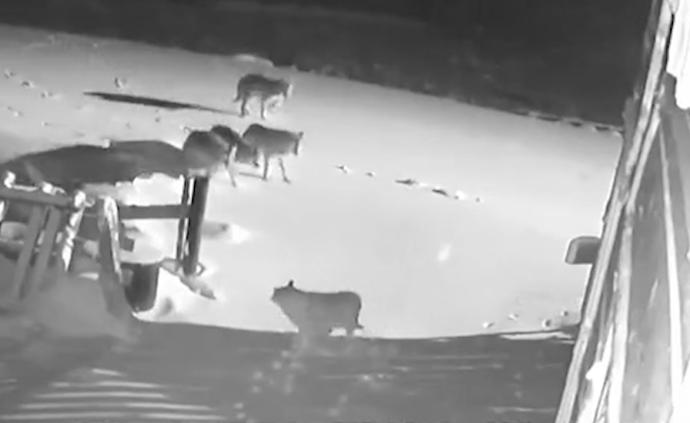 內(nèi)蒙古通遼狼進(jìn)村咬死狗？警方：謠言