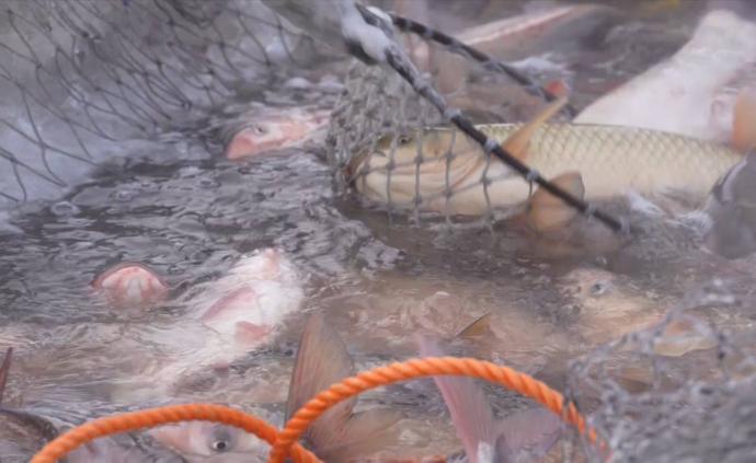 查干湖冬捕開(kāi)網(wǎng):一網(wǎng)可捕40萬(wàn)斤魚(yú)