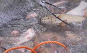 查干湖冬捕開網(wǎng)：一網(wǎng)可捕40萬斤魚