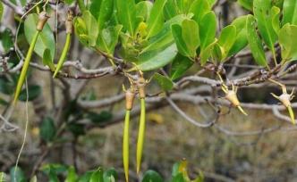 192個(gè)擬頒發(fā)“農(nóng)業(yè)轉(zhuǎn)基因生物安全證書”植物品種目錄公示