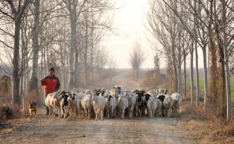 男子養(yǎng)羊有新招，承包百畝地種麥子和草，每天供一群羊啃吃