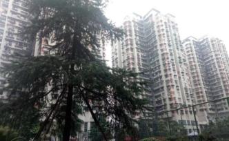 我經(jīng)歷的重慶加州花園20年