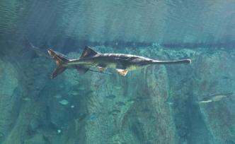 长江白鲟灭绝：17年前，人类最后一次见到活体白鲟