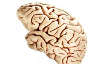 蘇大強患上的老年癡呆，會腦萎縮嗎？有人腦萎縮一點不癡呆