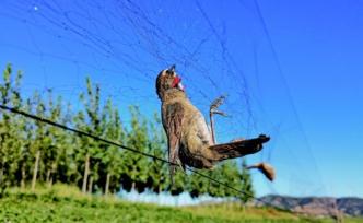 候鳥之殤： 數千米鳥網驚現白洋淀，非法捕鳥緣何屢禁不止