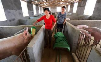 湖北：直接使用餐厨垃圾喂猪最高罚5万