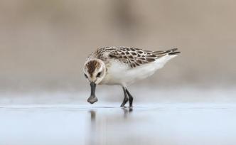 条子泥湿地：从围垦重点到世界遗产