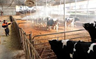 新疆哈密查獲一起輸入型牛O型口蹄疫疫情，已撲殺無(wú)害化處理