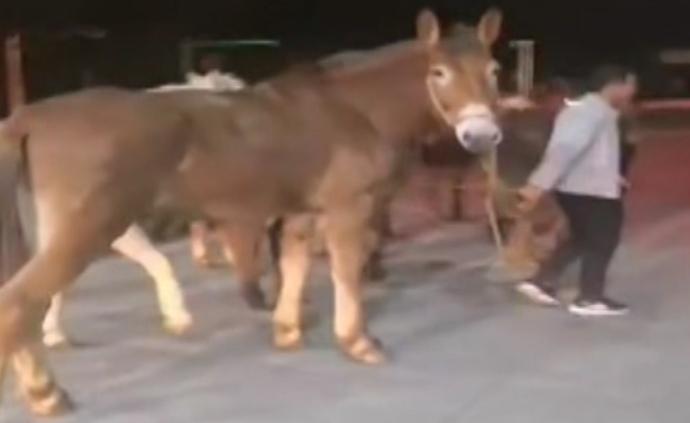 車側(cè)翻摔出8匹馬，交警化身“趕馬倌”