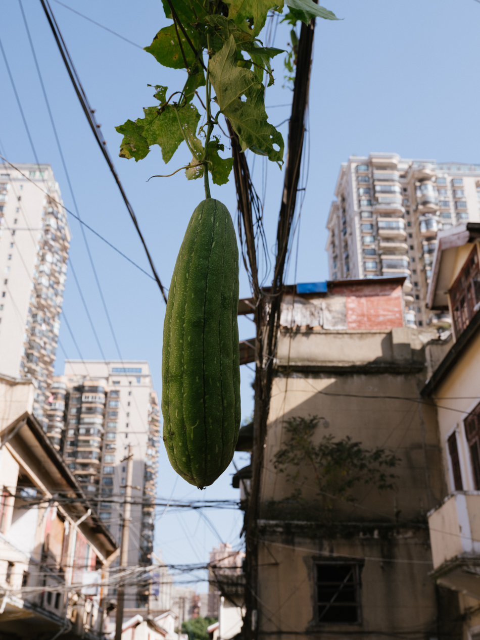 04-金家坊里的一只瓜