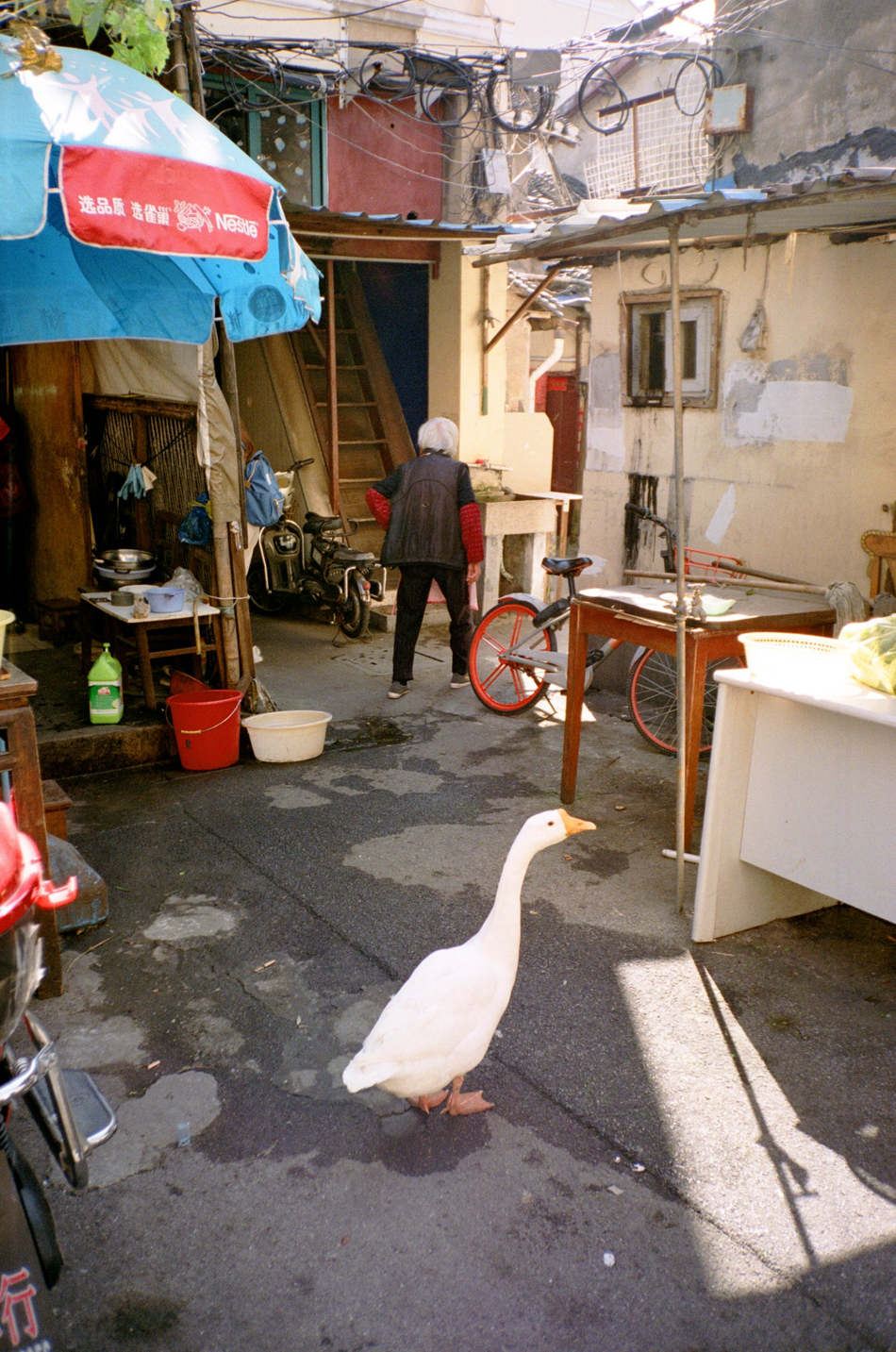 05-在金家坊還未搬走的居民買來待宰的大鵝