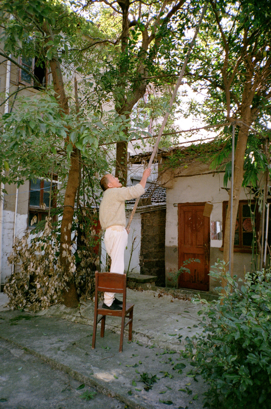 19-漫游途中偶遇金家坊99弄的大爺用竹竿敲橘子