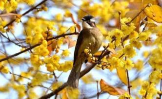 成都的蠟梅，香香香香香香香