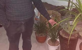 義烏男子偷7盆花被拘14天，辯稱“出于愛花，不算偷”