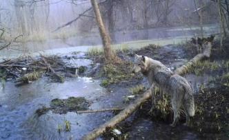研究：福島核泄漏近10年后，無人區(qū)野生動物數(shù)量異常豐富