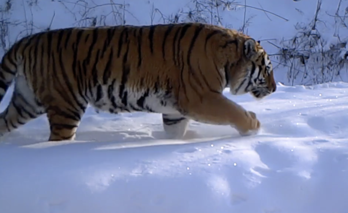 紅外相機下的國家公園:鹿虎豹怡然自得