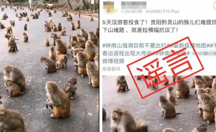 公园辟谣“无游客投食野猴堵路”：专人喂