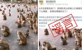公园辟谣“无游客投食野猴堵路”：专人喂