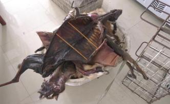 湖北搗毀一野生動物經(jīng)銷點(diǎn)，查獲麂、鼬獾