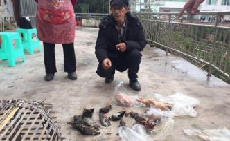 四川男子非法狩獵42只野生動(dòng)物，被采取刑事強(qiáng)制措施