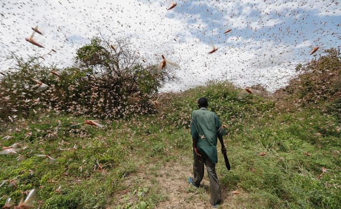 东非遭70年来最严重蝗灾，情况或将恶化