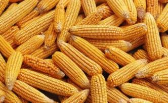 國(guó)家糧食和物資儲(chǔ)備局：安排投放部分政策性玉米