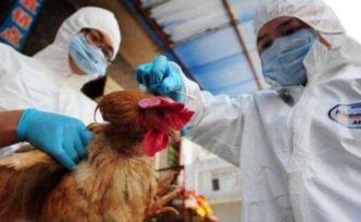 四川西充發(fā)生家禽H5N6亞型高致病性禽流感疫情