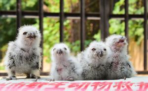 野生動物保護法修訂草案通過，“利用”條款曾引爭議