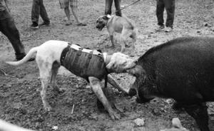 东北“斗兽场”死灰复燃：猎犬撕咬野猪，明着赚钱私下设赌局