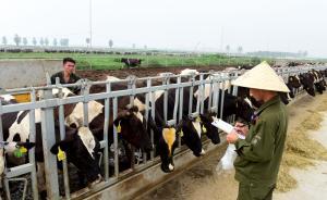 奶业去库存：部分地方用鲜奶喂猪，专家说目前只是临时性饱和