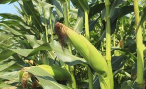 農(nóng)業(yè)部官員:轉(zhuǎn)基因非法擴(kuò)散有套路,正和國(guó)務(wù)院研究將其入刑