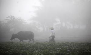 中科院：霾污染影响粮食作物产量，日照不足易诱发各种病害