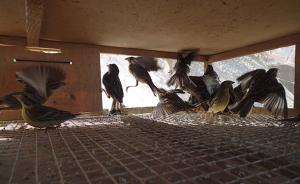 河北搗毀販賣野鳥窩點解救3萬多只，涉嫌催肥后悶死賣到廣東