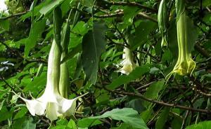 成都一小區(qū)植物引孩子過(guò)敏、大人頭暈，一查竟是劇毒曼陀羅